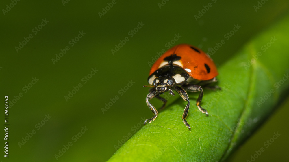 Fototapeta premium Жук