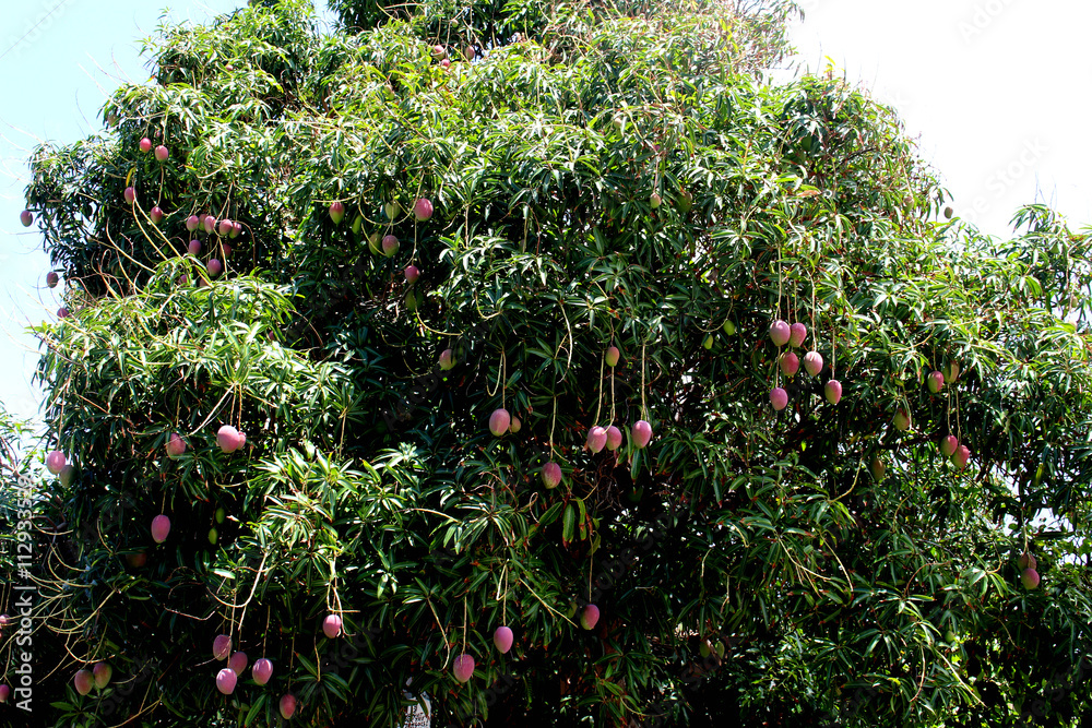 Mango tree in Hawaii Stock Photo Adobe Stock