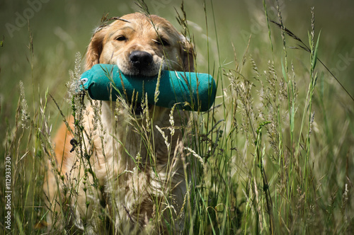  golden retriever retrieving the dummy 