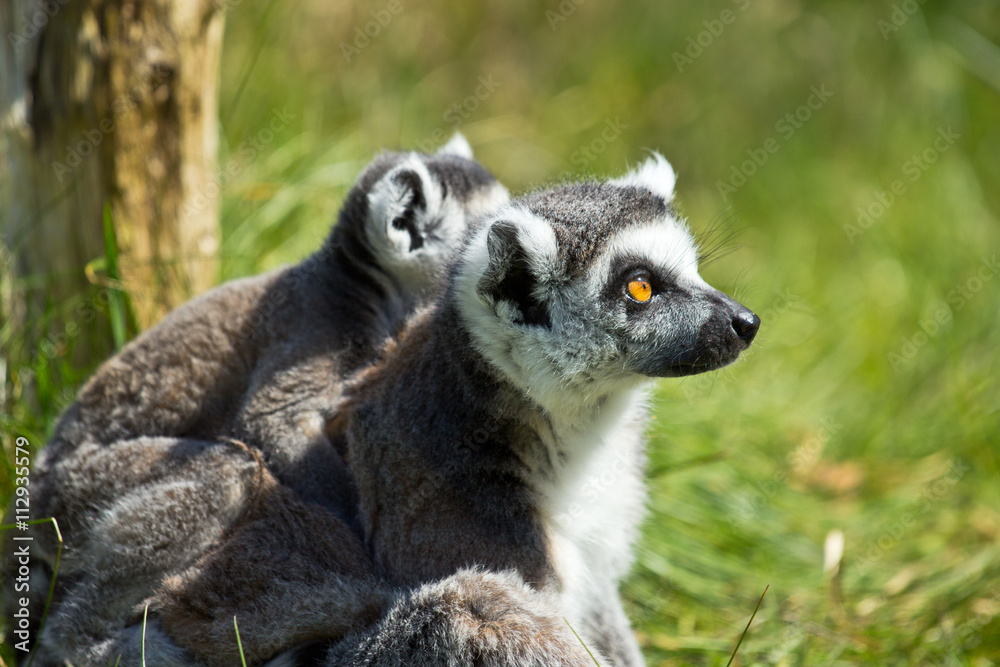 Obraz premium portrait of a lemur