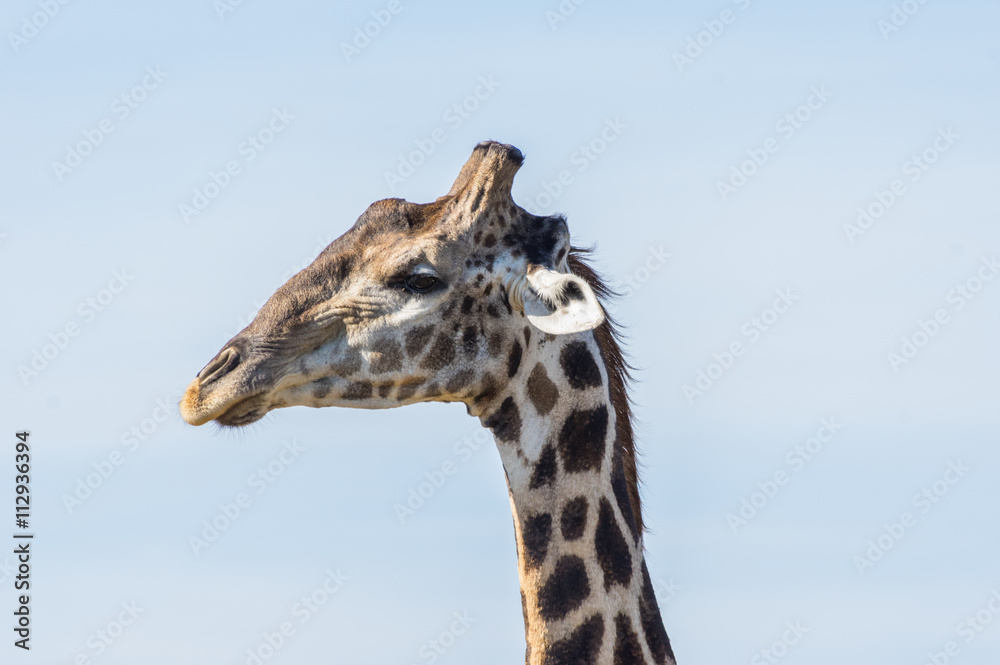 Giraffe grazing in the Welgevonden Game Reserve in South Africa Giraffe grazing in the Welgevonden Game Reserve in South Africa