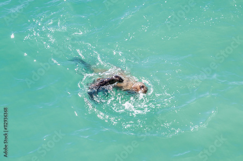 Due leoni marini giocano in acqua