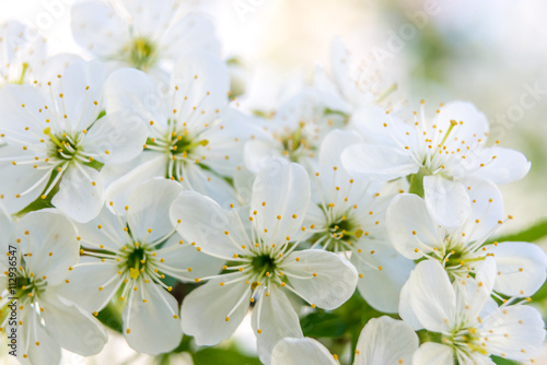 Fototapeta Naklejka Na Ścianę i Meble -  Spring with fresh April white cherry blossoms