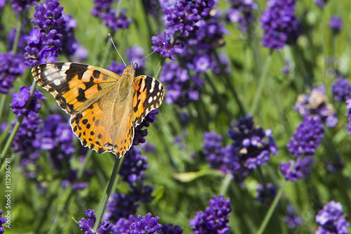 Variegated bright butterfly sitting on lavender