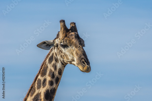 Giraffe grazing in the Welgevonden Game Reserve in South Africa © sean heatley