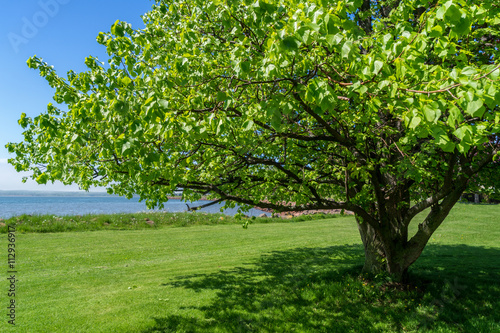 Linden Tree along the waterfront in Charlottetown  Prince Edward Island.