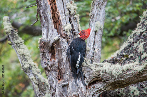 woodpecker on a tree