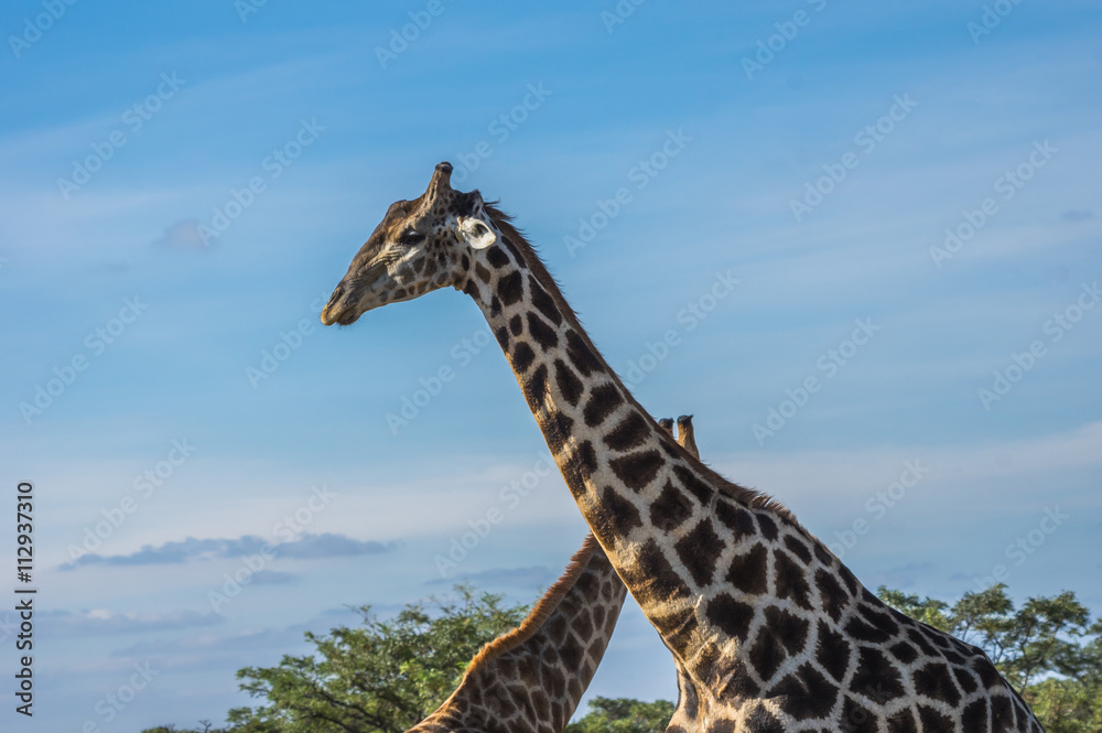 Giraffe grazing in the Welgevonden Game Reserve in South Africa Giraffe grazing in the Welgevonden Game Reserve in South Africa