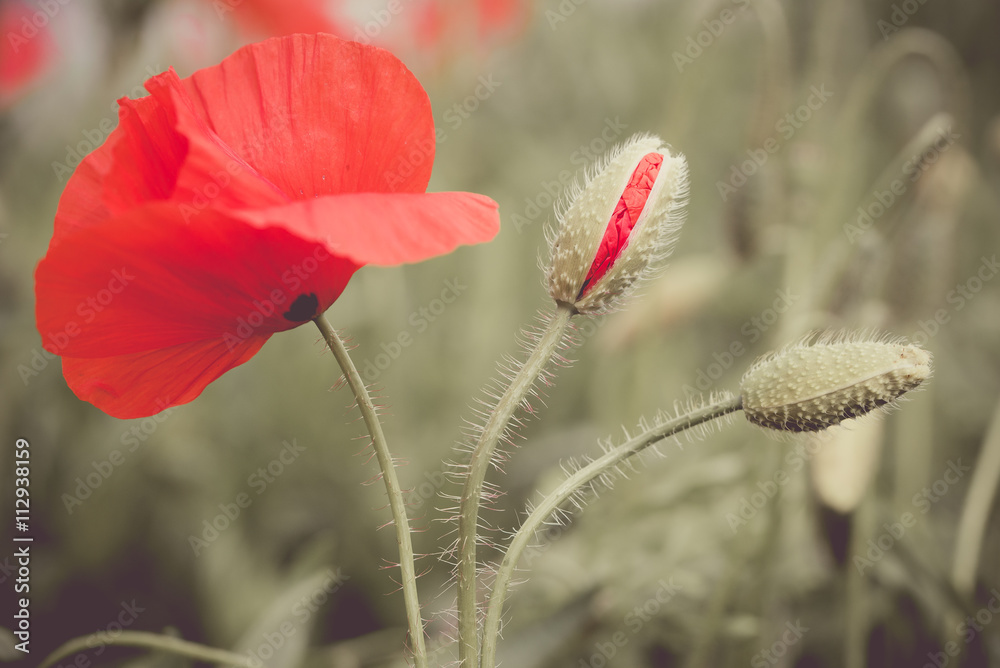 Poppy flower in a field with beautiful colors Poppy flower in a field with beautiful colors