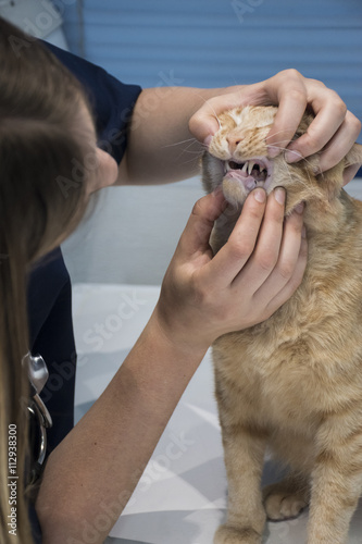 Veterinarian examining teeth of a cat  in a veterinary clinic photo