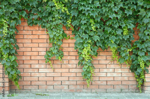 red brick fence with a green basket plant © oksioma