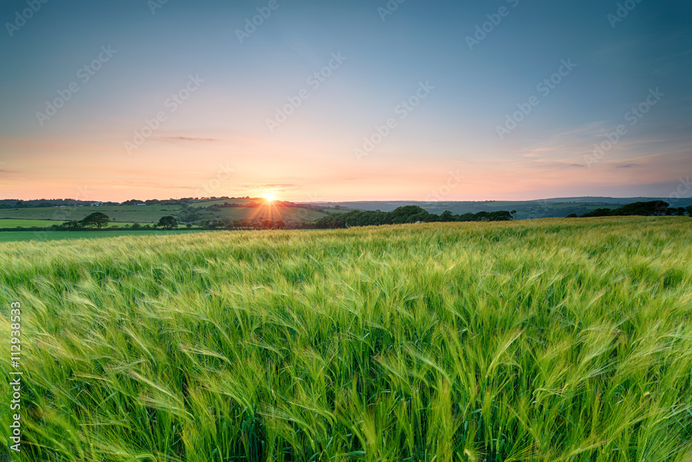 Cornish Barley Fields