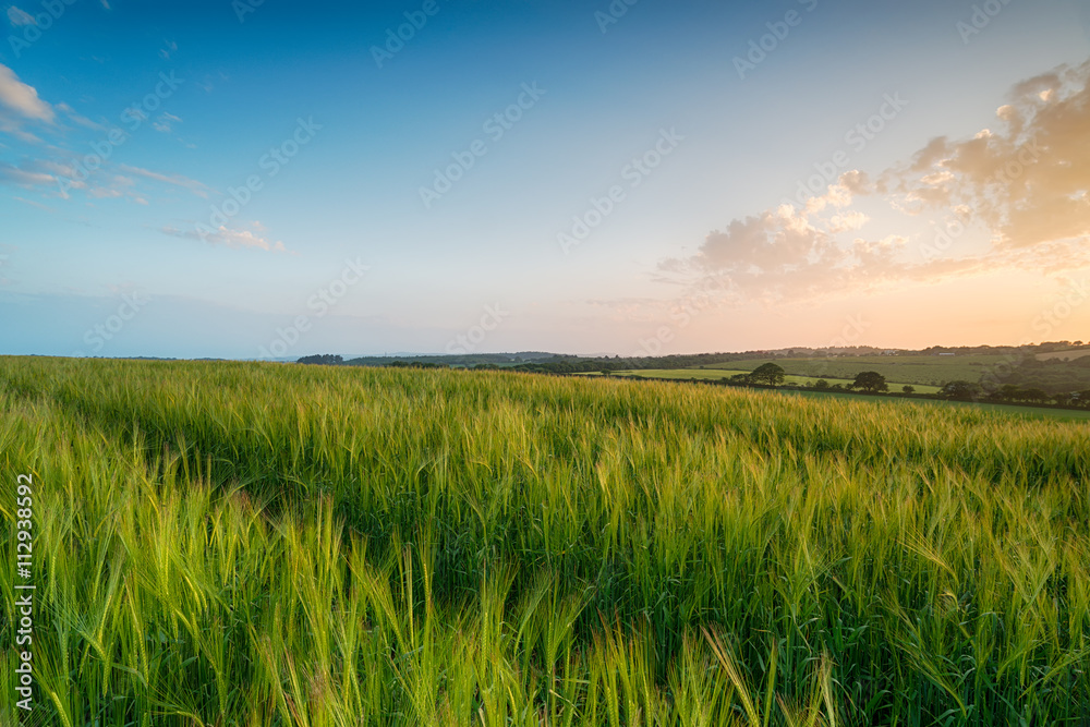 Sunset over Barley Fields