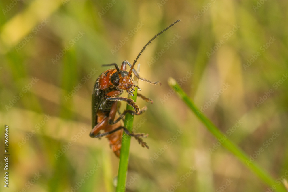 Naklejka premium Жук