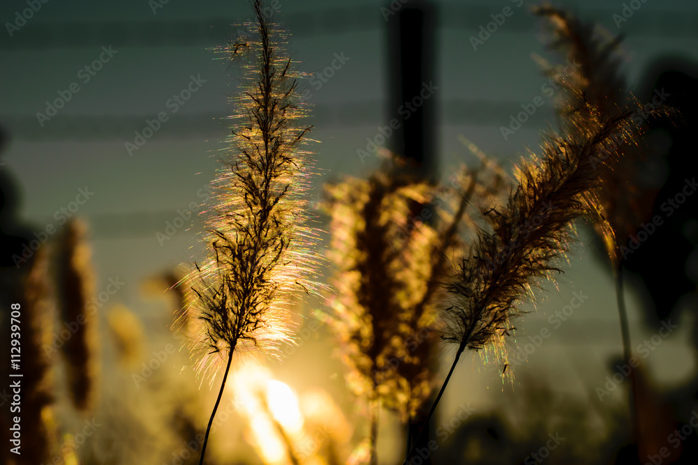 Beautiful of white grass and green grass