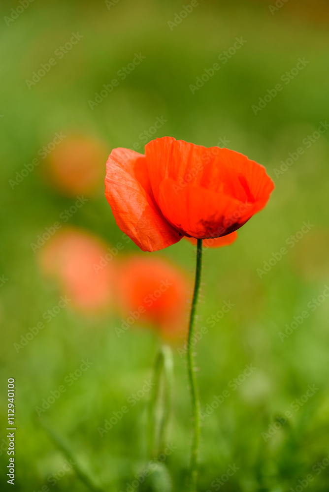 Poppy flower in a field with beautiful colors Poppy flower in a field with beautiful colors