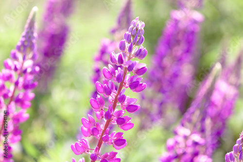 Lupinus  lupin  lupine field with pink purple and blue flowers