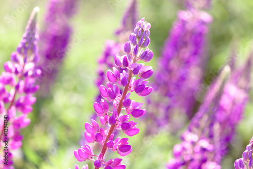 Lupinus, lupin, lupine field with pink purple and blue flowers