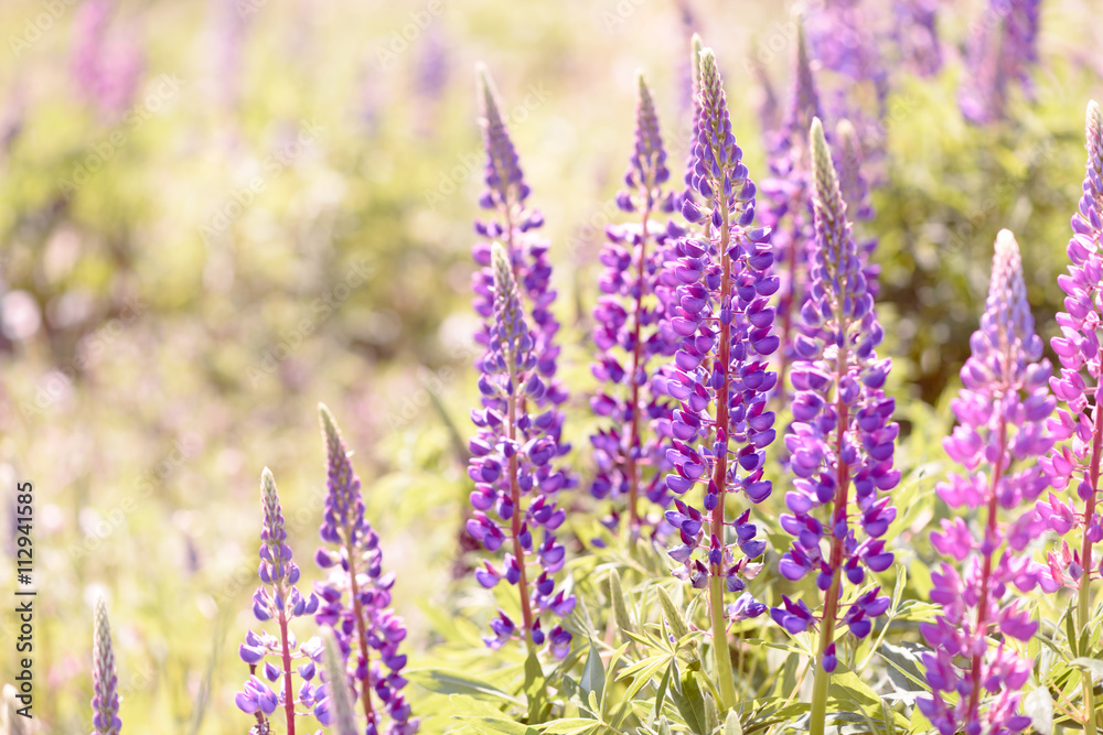 Obraz premium Lupinus, lupin, lupine field with pink purple and blue flowers