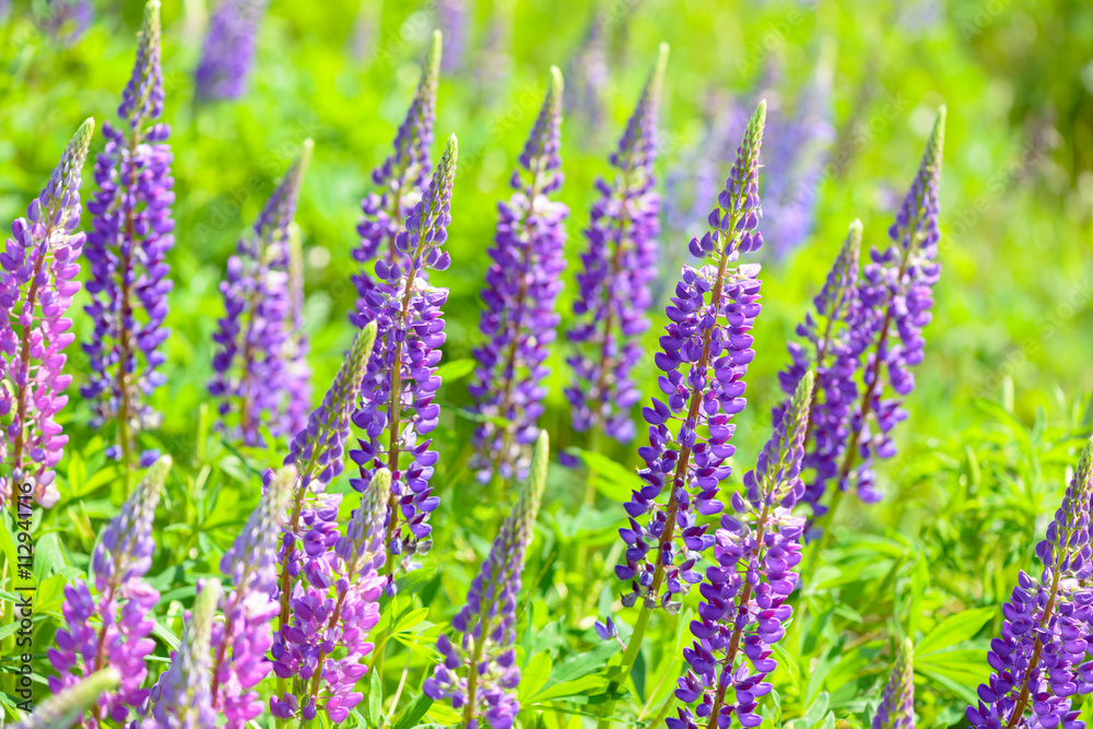 Obraz premium Lupinus, lupin, lupine field with pink purple and blue flowers