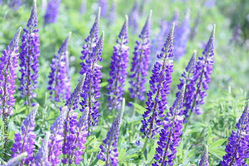 Lupinus  lupin  lupine field with pink purple and blue flowers