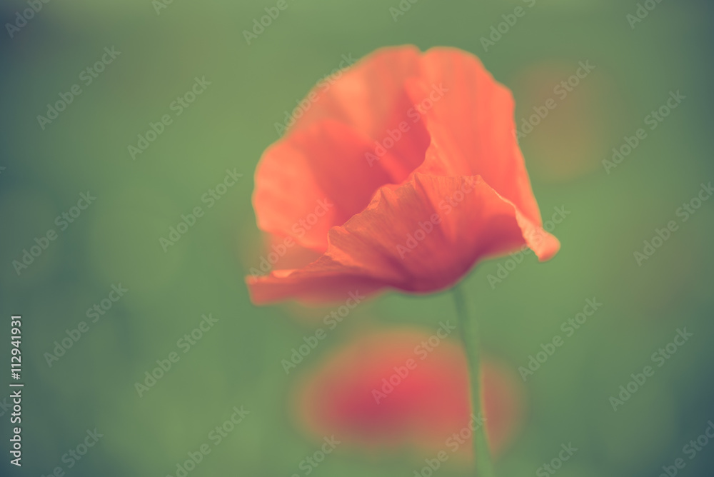 Poppy flower in a field with beautiful colors Poppy flower in a field with beautiful colors