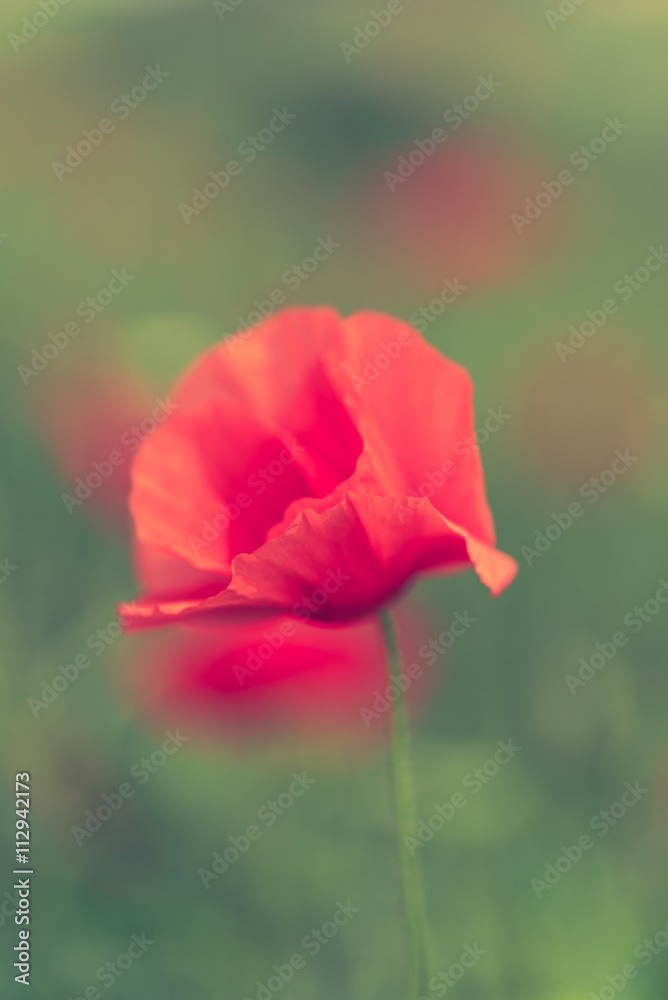 Poppy flower in a field with beautiful colors Poppy flower in a field with beautiful colors