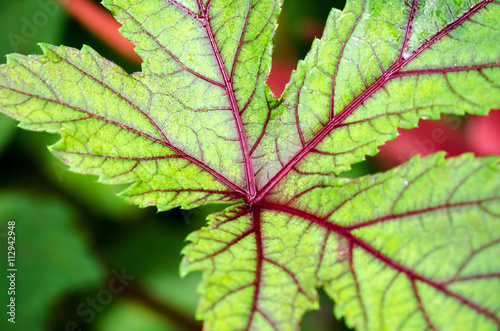 Closeup texture green and red on leaf of Jamaica Sorrel or Hibiscus Sabdariffa