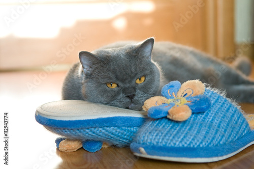 British Shorthair Cat