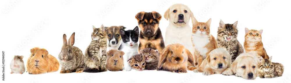 set pets set pets