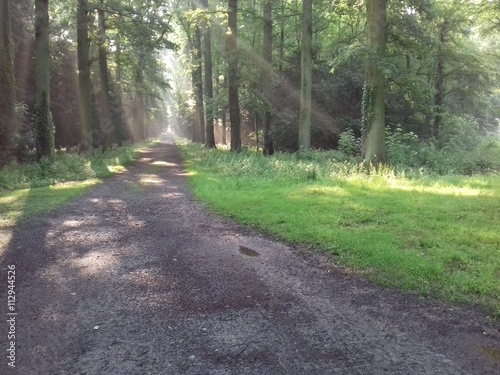 Rayons de soleil à travers les arbres