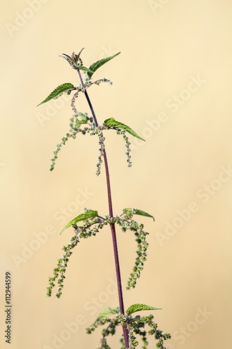 Bl  hende Brennnessel   Blooming nettle