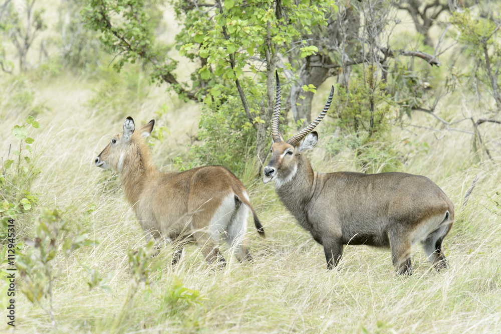 Male and female Waterbucks (Kobus ellipsiprymnus defassa) in courtship, Akagera National Park, Rwanda Male and female Waterbucks (Kobus ellipsiprymnus defassa) in courtship, Akagera National Park, Rwanda