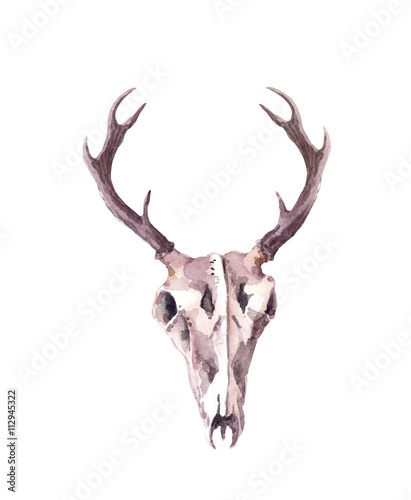 Deer skull. Watercolor