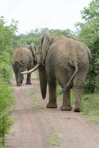 African Elephant (Loxodonta africana) walking on the road, seen from behind, Akagera National Park, Rwanda, Africa