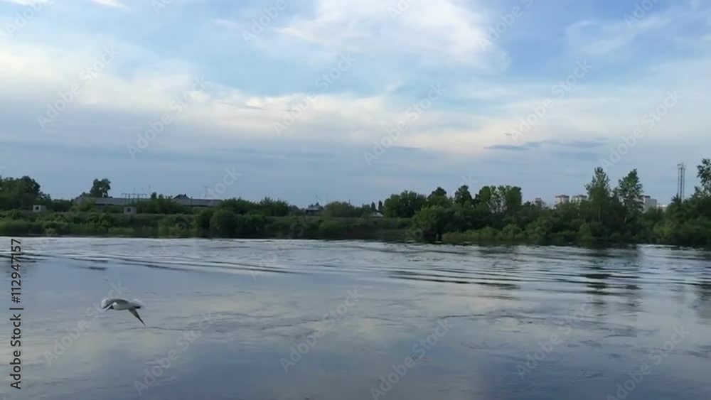 Bird flying over the water, slow motion Bird flying over the water, slow motion