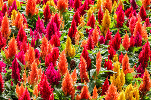Red and yellow celosia flower in sunlight at morning