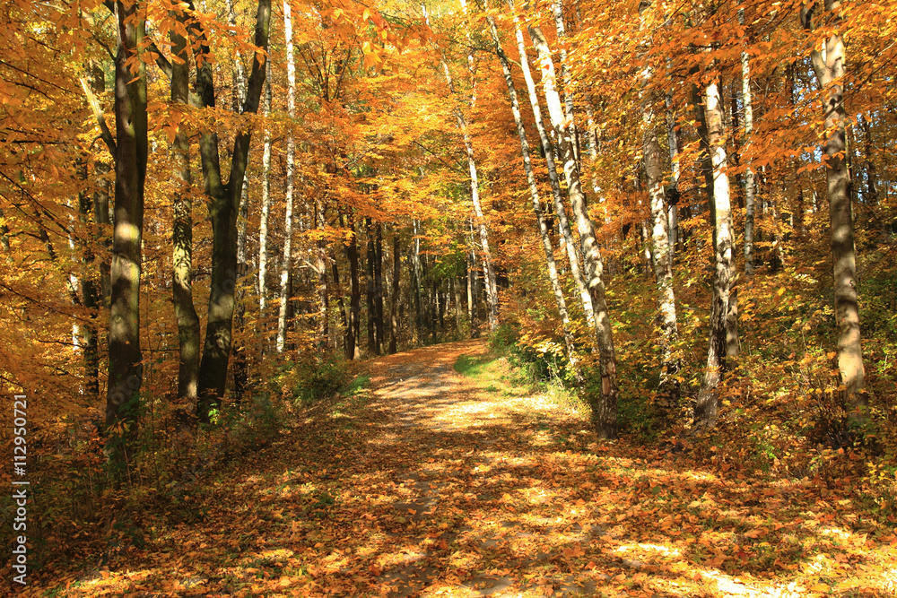 Obraz premium color autumn forest