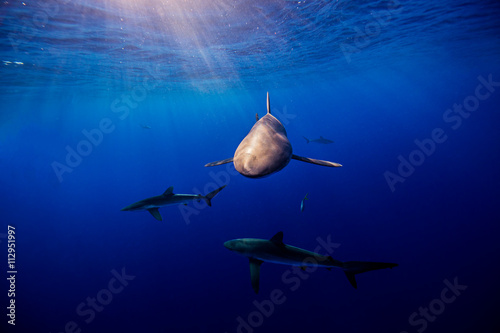 Silky sharks at sunset, Socorro, Mexico photo