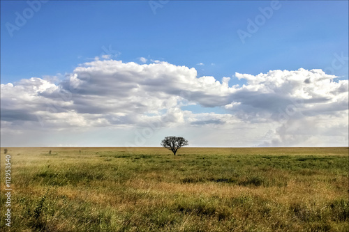 Lonely tree in the African savannah