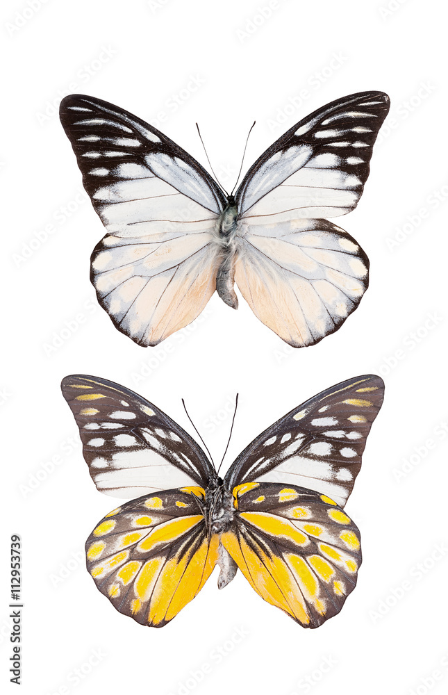 Obraz premium Butterfly insect