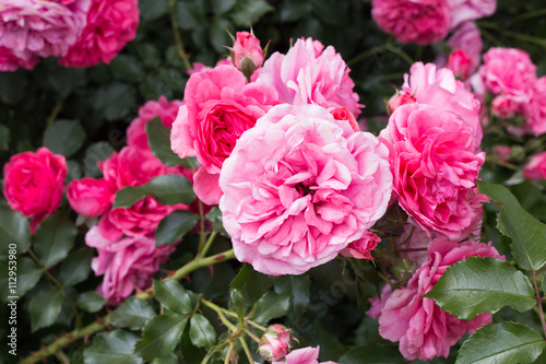 Pink Rose in a wild rose garden