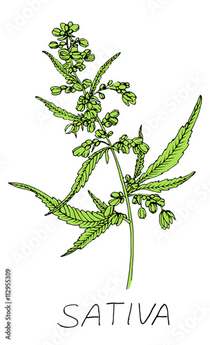 Cannabis leafs vector