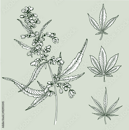 Cannabis leafs vector