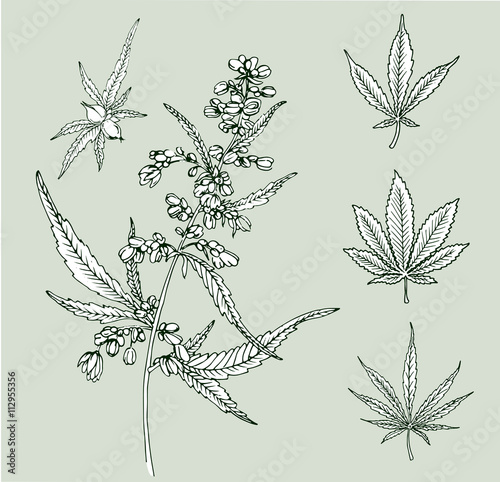 Cannabis leafs vector