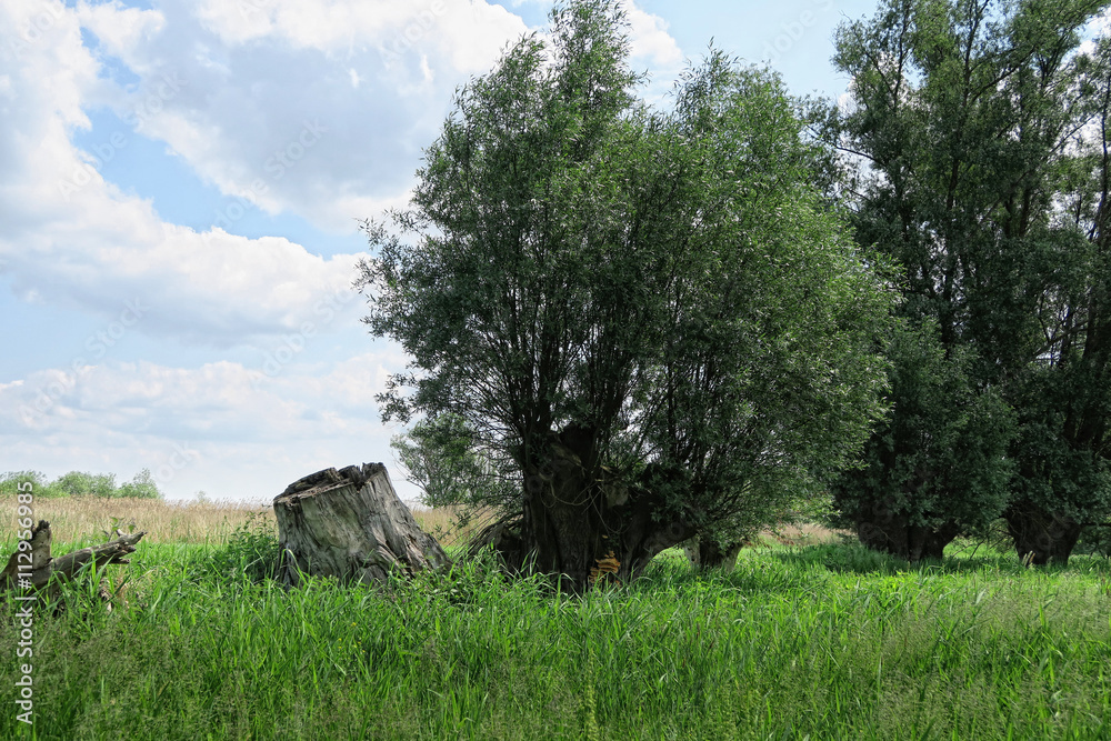 willow tree on meadow of havel river (Germany)