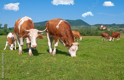 Cow herd grazing in a field