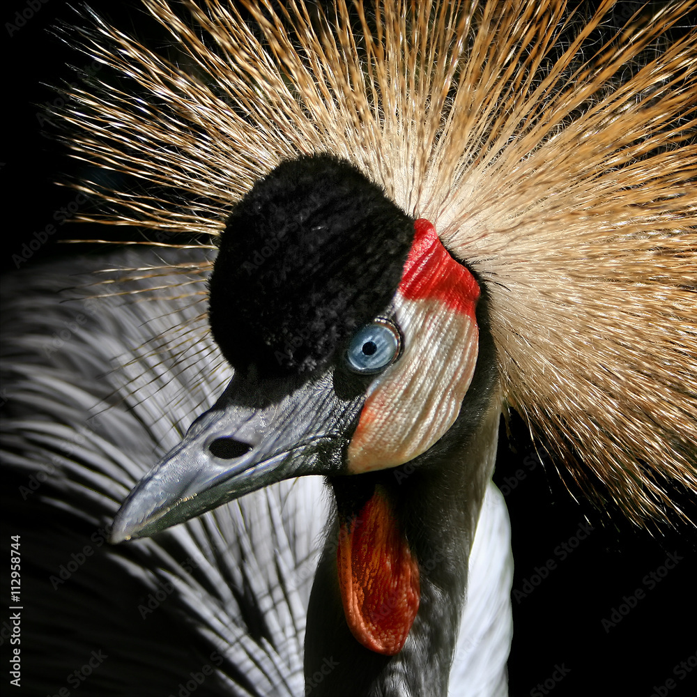 Fototapeta premium Crowned crane