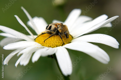 Beetle on camomile © 977_rex_977