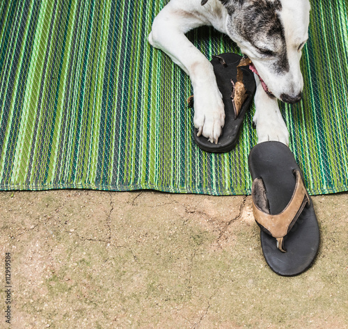 Great dane and pit bull mix chewing on flipflop
